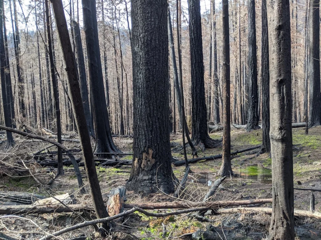 PacifiCorp to Pay $575M to Resolve Federal Wildfire Claims