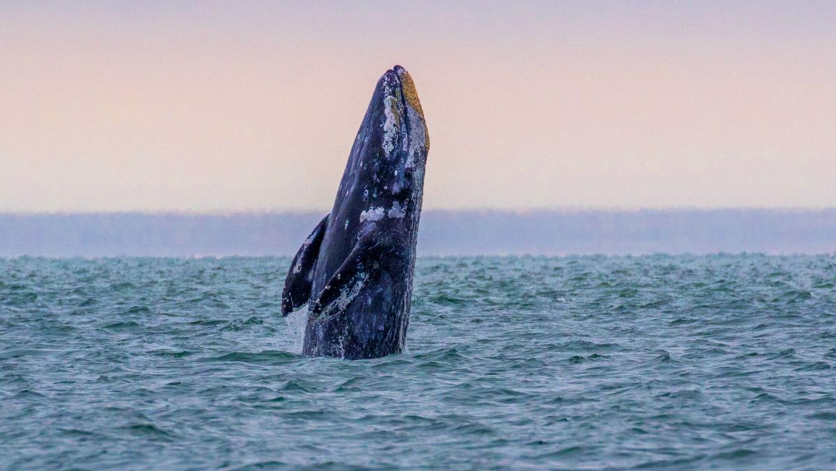 About 13,000 gray whales expected along Oregon coast during Spring Whale Watch Week