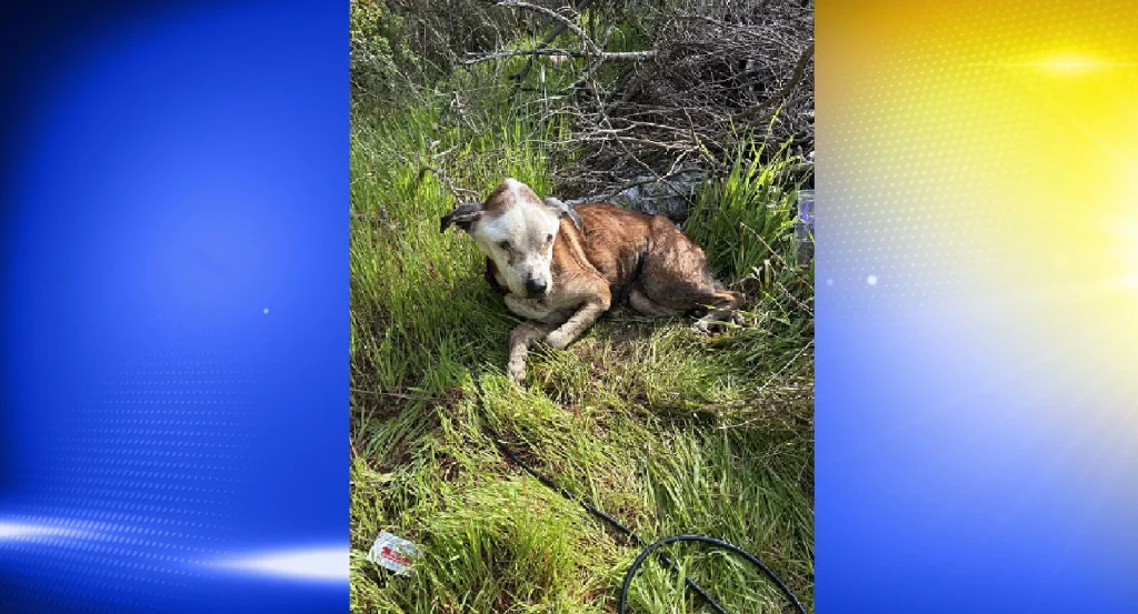 Dog Shot and Abandoned on Highway in Oregon Dies Despite Rescue Efforts