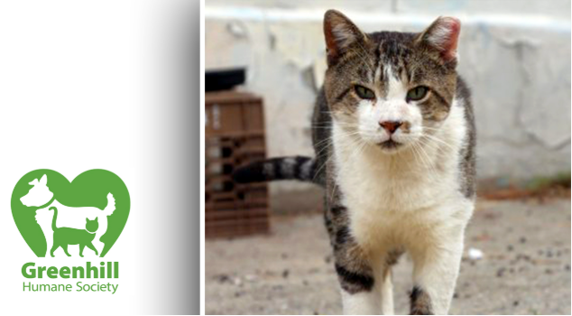 Greenhill Humane Society hosting pet adoption event in Eugene