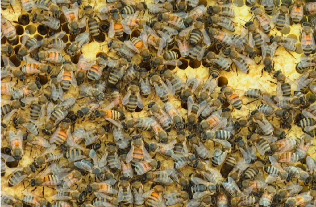 Millions of Honeybees Released After Truck Crash Near Crater Lake Sparks Rescue Effort