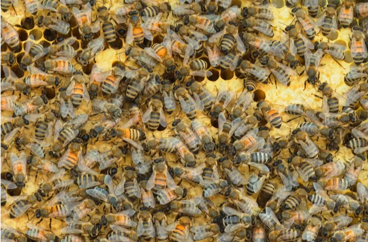 Millions of Honeybees Released After Truck Crash Near Crater Lake Sparks Rescue Effort