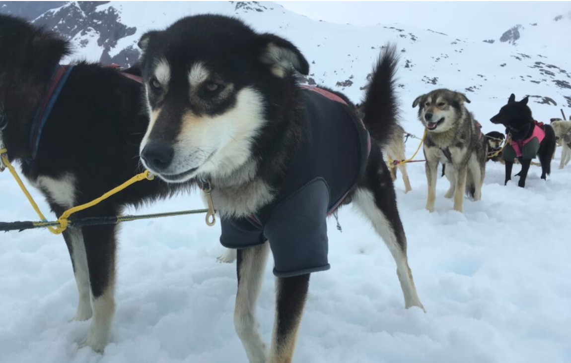 Oregon Couple Files Lawsuit Against Trail Breaker Kennel Over Injuries in Dogsled Accident