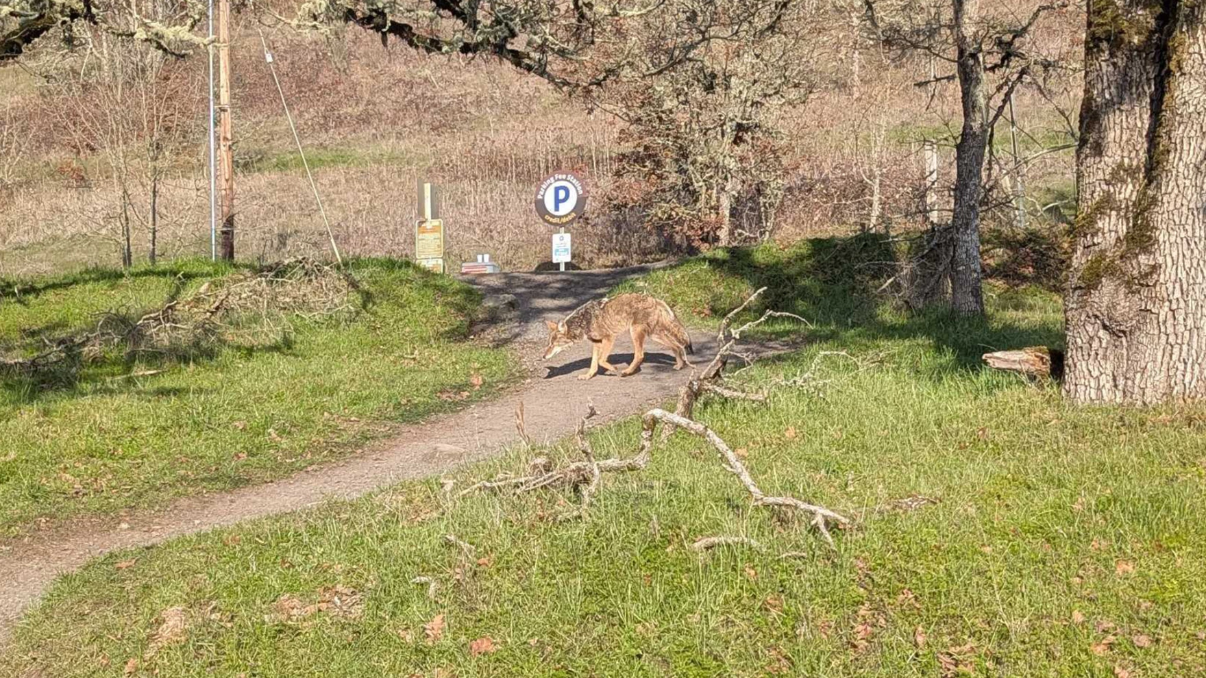 Lane County warns public not to feed wildlife after coyote euthanized near Mount Pisgah