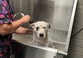 Rescued Dog From Happy Valley Pond Healthy, Headed for Adoption