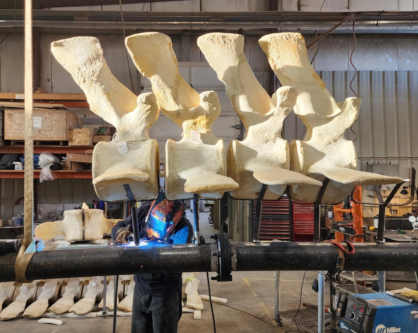 Massive Blue Whale Skeleton to Arrive at Hatfield Marine Science Center in May After Decade-Long Journey