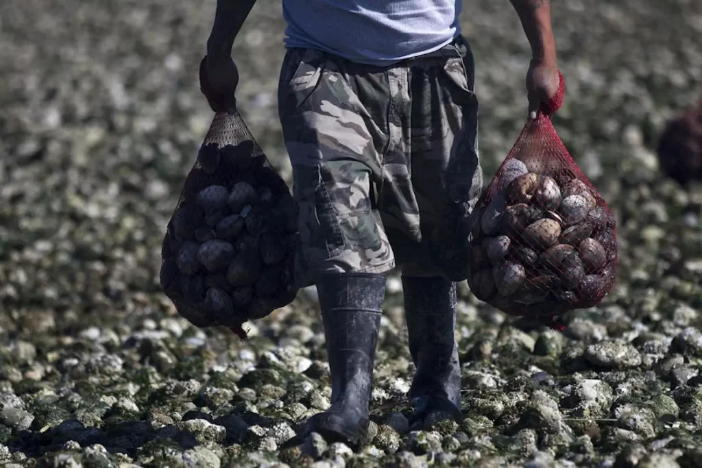 Shellfish recall issued in Oregon and Washington over possible norovirus contamination