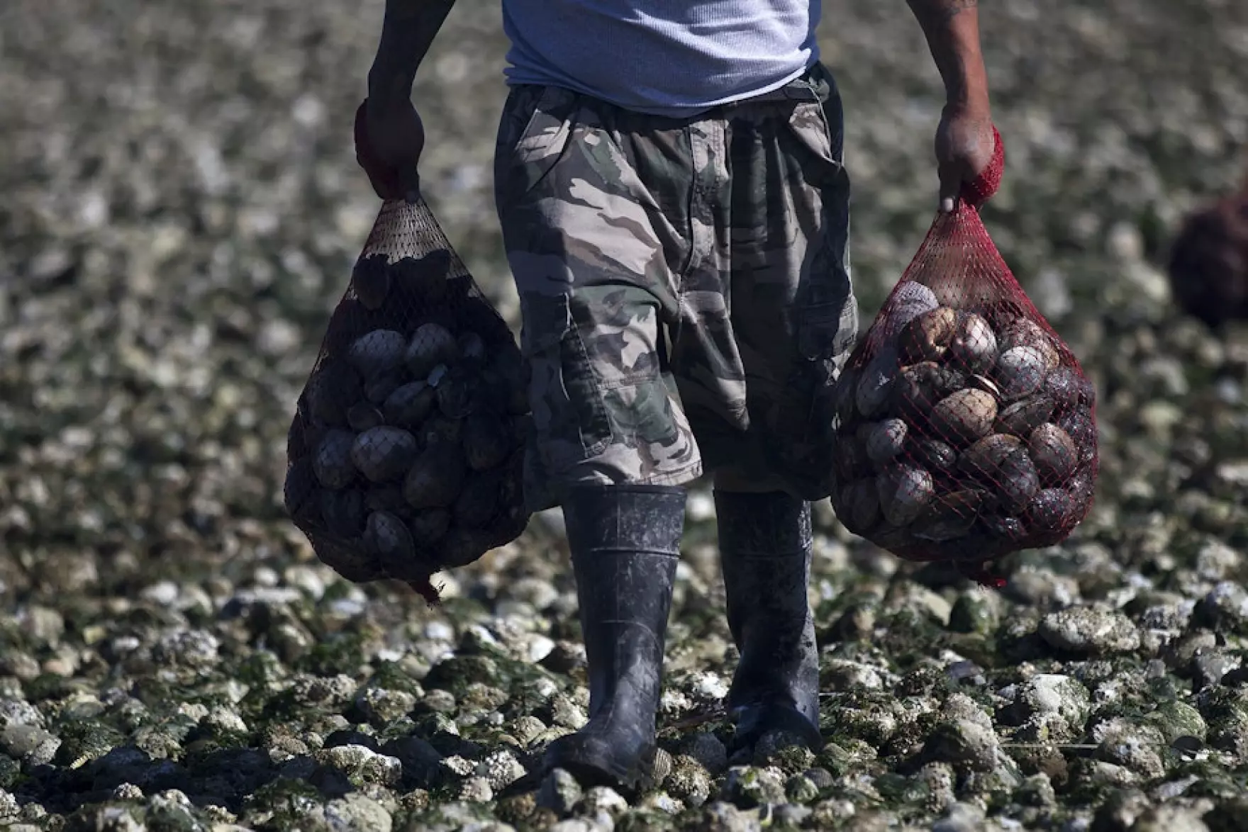 Shellfish recall issued in Oregon and Washington over possible norovirus contamination