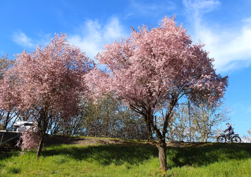 Roseburg Celebrates Arbor Month 2026 with Tree Planting Events and Photo Contest