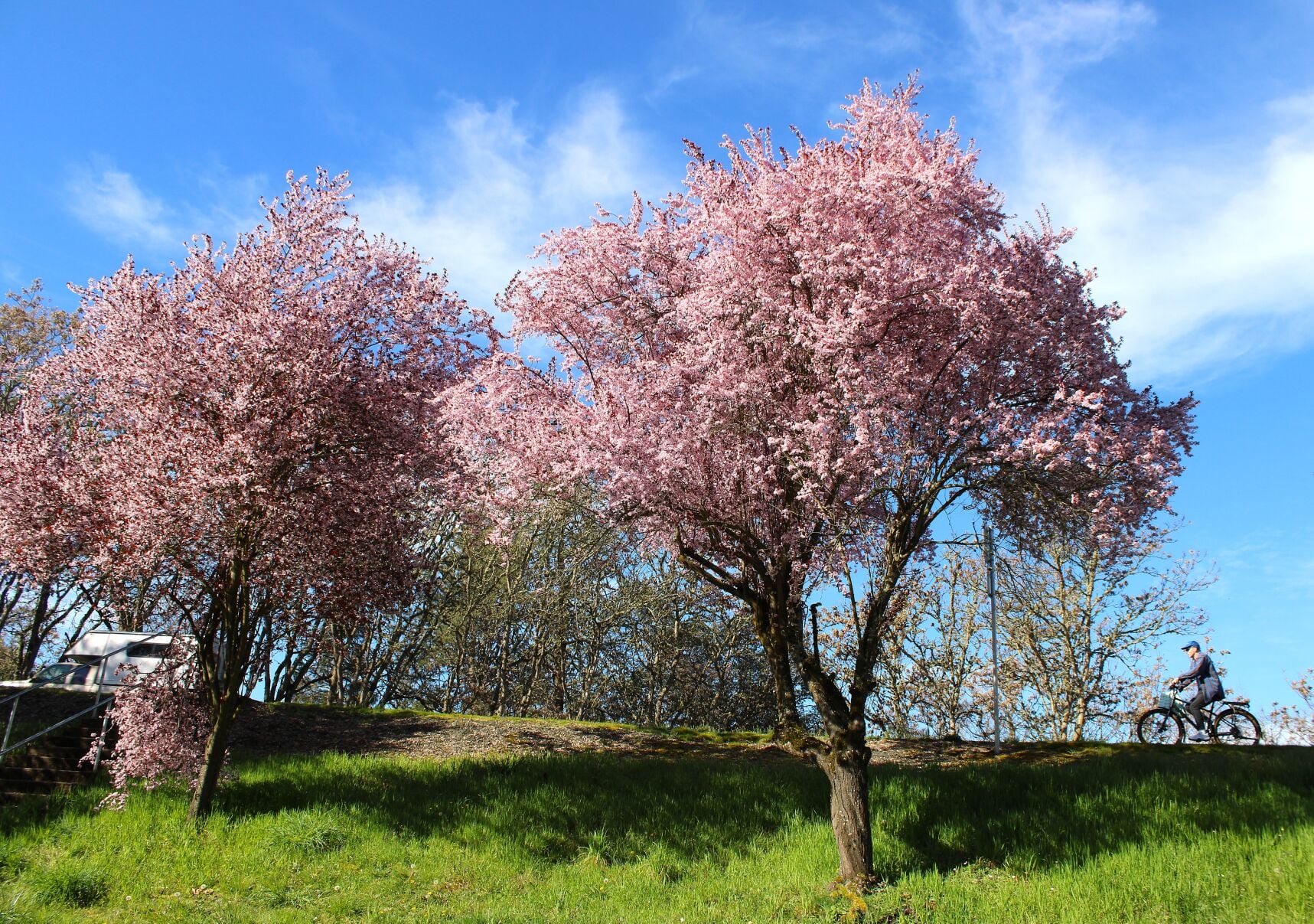 Roseburg Celebrates Arbor Month 2026 with Tree Planting Events and Photo Contest