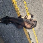 Burglary Suspect Arrested After Bandon Homeowner Tracks Stolen Items