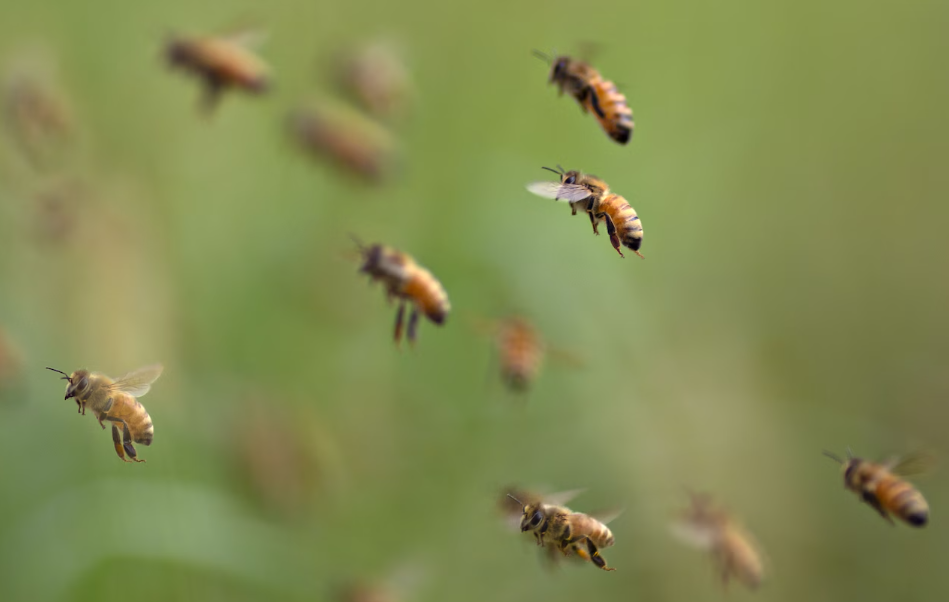 Massachusetts Woman Sentenced After Using Swarm of Bees to Attack Deputies During Eviction