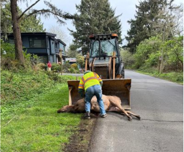 Elk Found Shot Dead in Cannon Beach Weeks After Heated Debate Over Herd Control