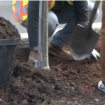 Eugene Earns Tree City USA Status for 47th Consecutive Year