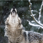 Oregon Gray Wolves Continue Population Growth Despite Record Number of Deaths, Wildlife Officials Report