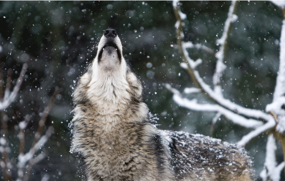 Oregon Gray Wolves Continue Population Growth Despite Record Number of Deaths, Wildlife Officials Report