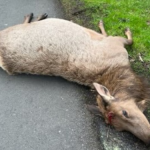 Elk Killed in Cannon Beach Sparks Investigation; Police Urge Public for Tips