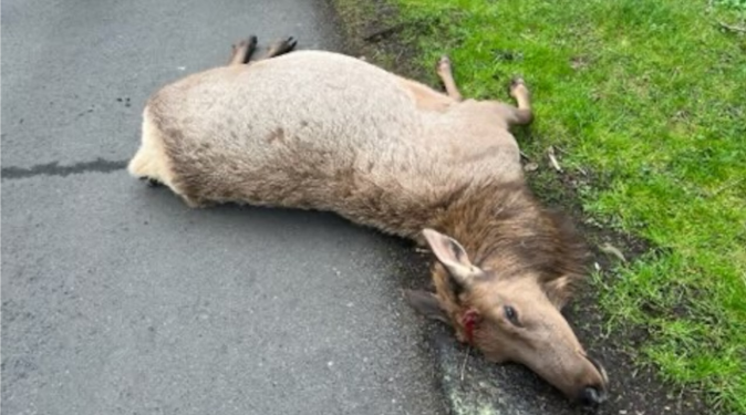 Elk Killed in Cannon Beach Sparks Investigation; Police Urge Public for Tips