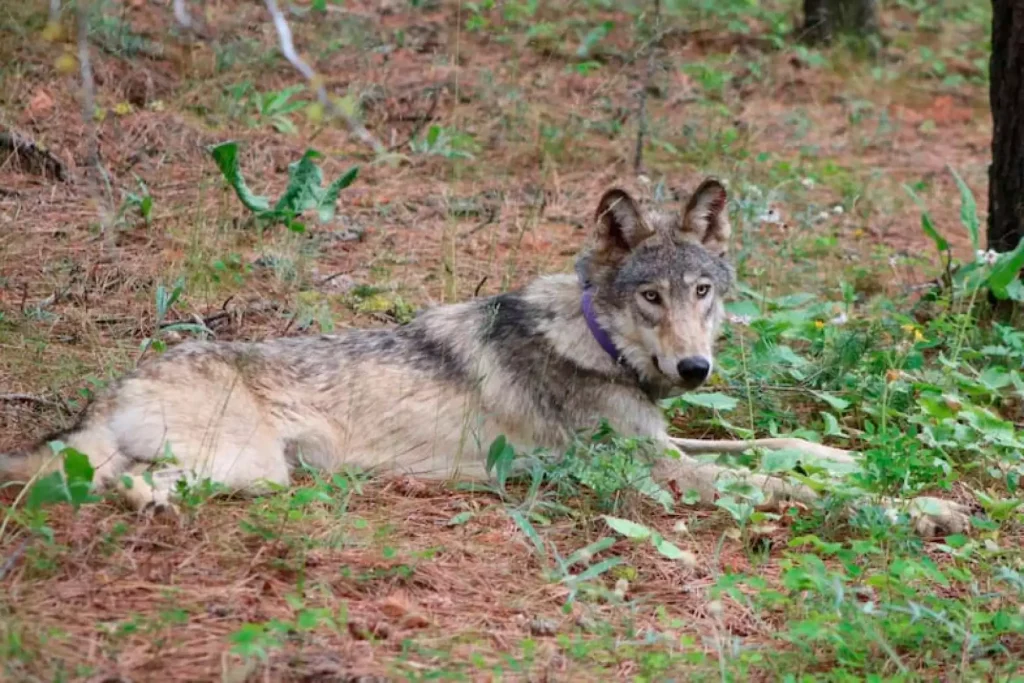 Federal Program Mistakenly Killed Protected Wolves in Oregon, State Report Reveals