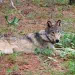 Federal Program Mistakenly Killed Protected Wolves in Oregon, State Report Reveals