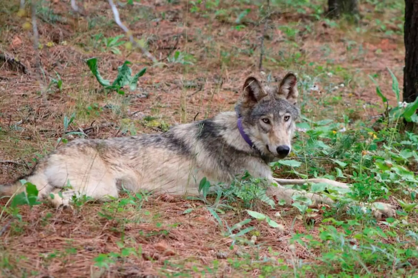 Federal Program Mistakenly Killed Protected Wolves in Oregon, State Report Reveals