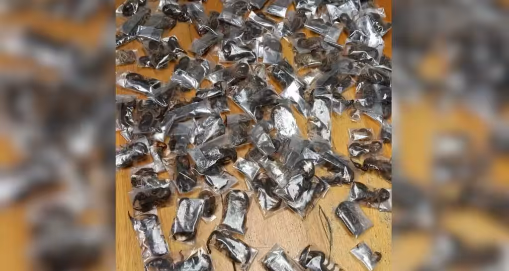 150 Live Venomous Scorpions Found in Man's Luggage at Airport