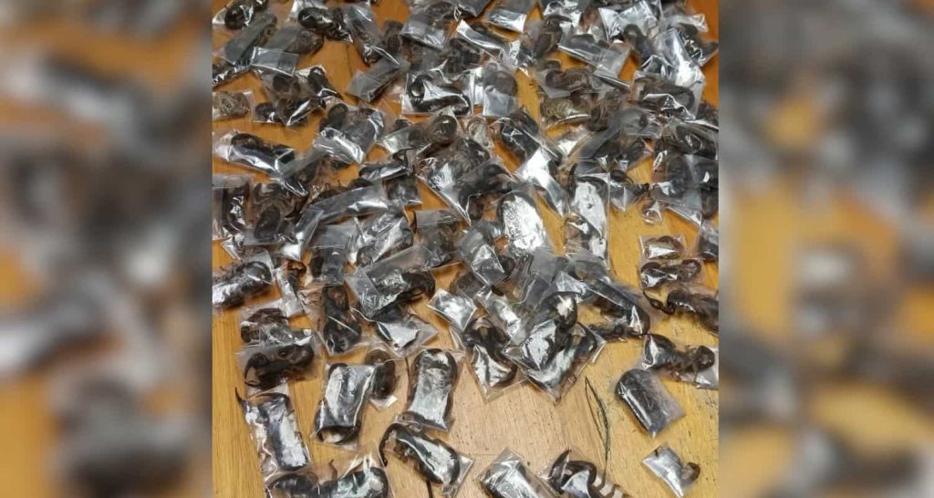 150 Live Venomous Scorpions Found in Man's Luggage at Airport