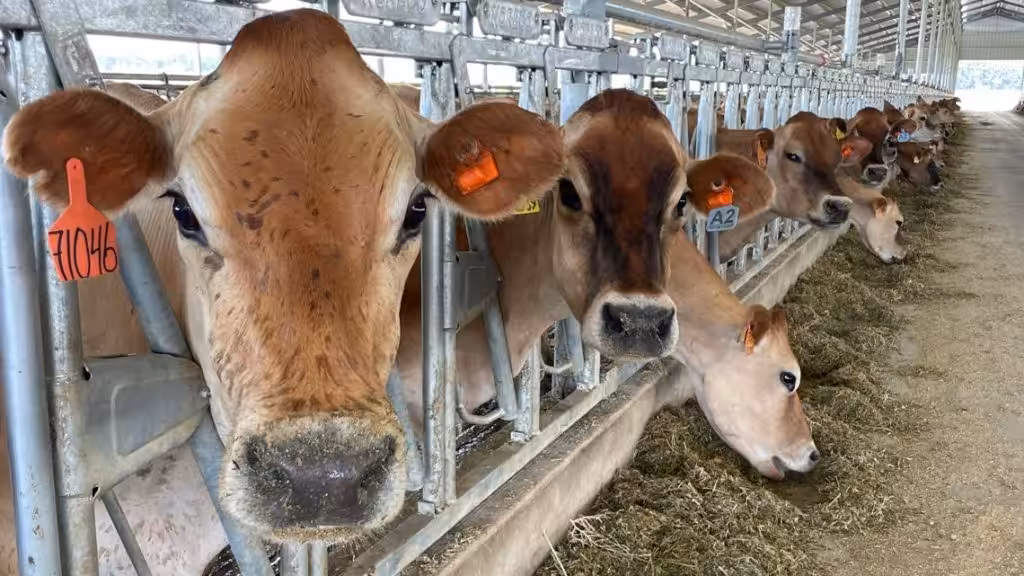 Oregon dairy industry supports more than 40,000 jobs, association says