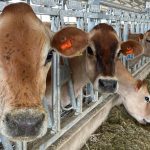 Oregon dairy industry supports more than 40,000 jobs, association says