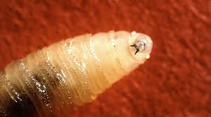 Screwworm fly found in Texas for first time in decades, raising cattle industry fears